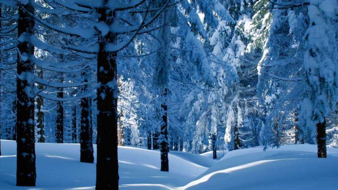 Wurzelsperre Baum  Berichte Von Kunden